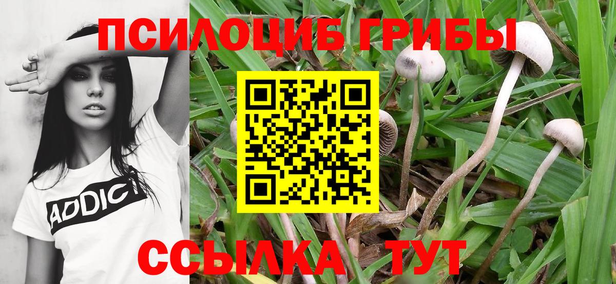Пятигорск  Псилоцибиновые грибы Psilocybe  Псилоцибиновые грибы MAGIC MUSHROOMS  Вход с VPN 